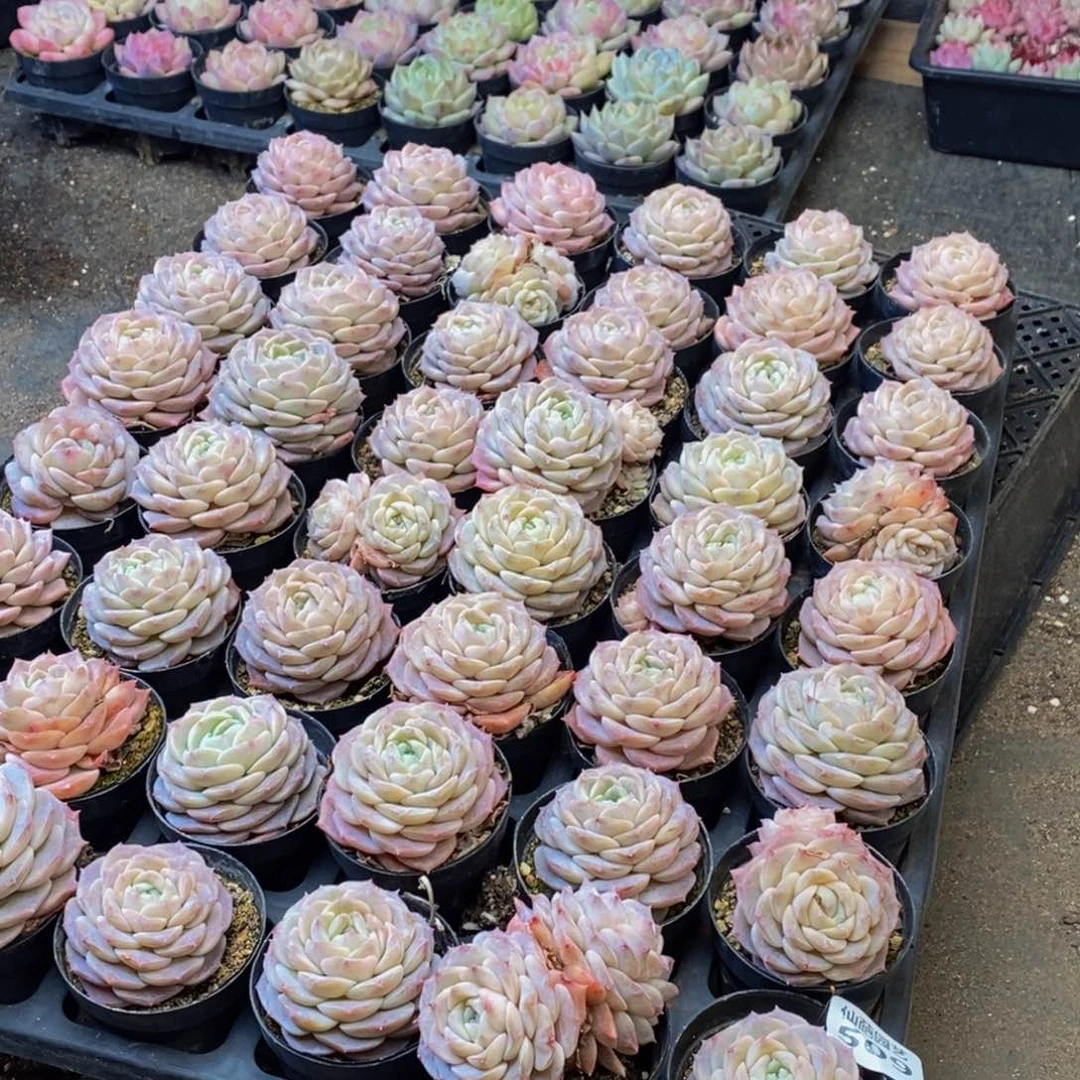 509多肉植物保护研究所所长的量拍8颗