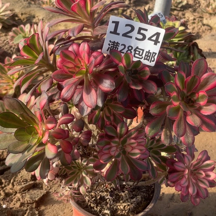 1254一号棚香奈尔母本B