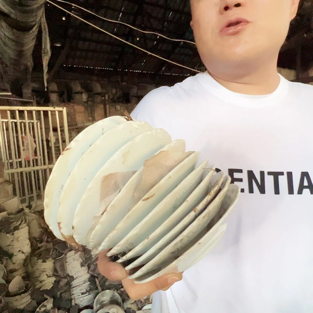 瓷片景德镇陶瓷老白胎太阳花6寸碟10只