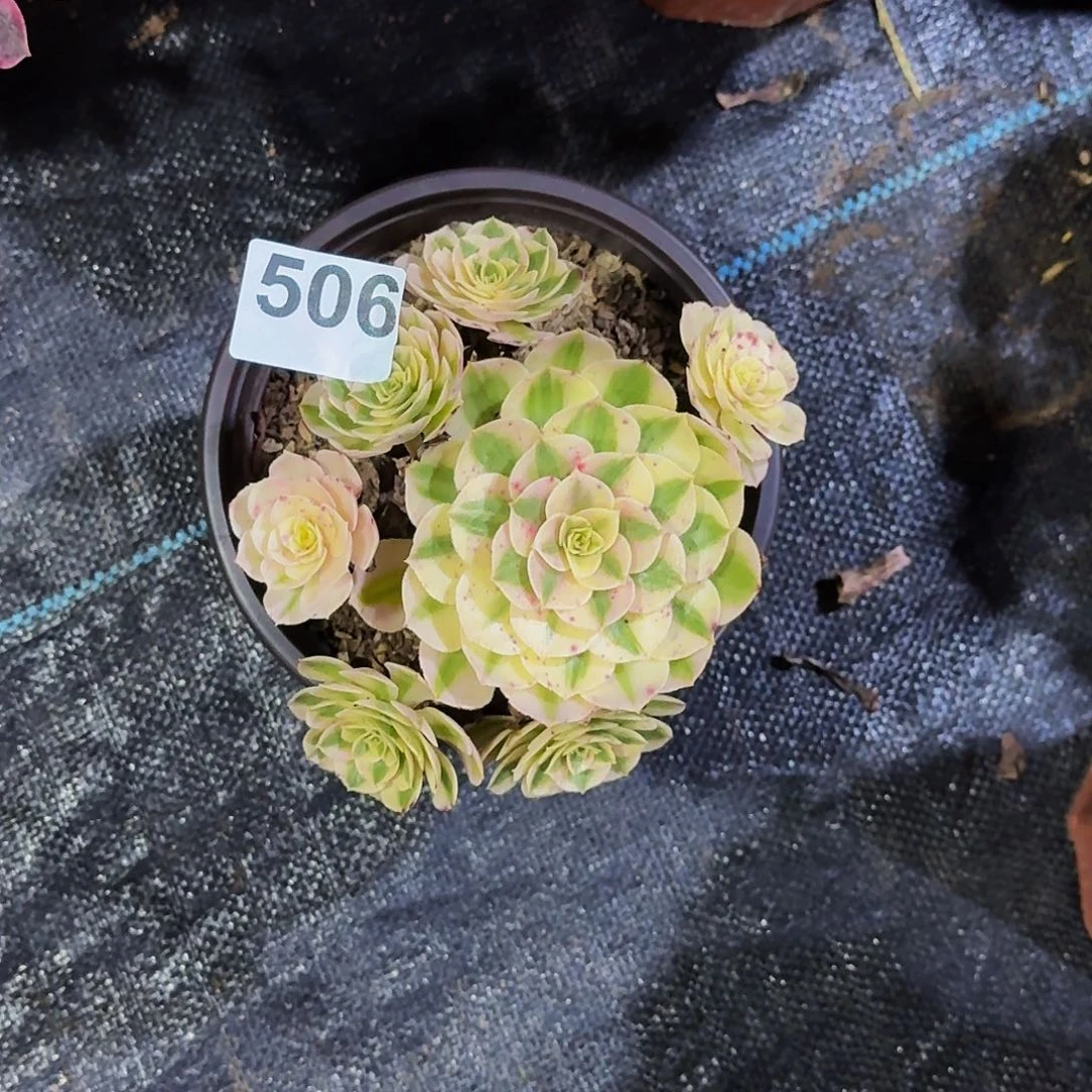 余***己506荔枝法师植物多肉