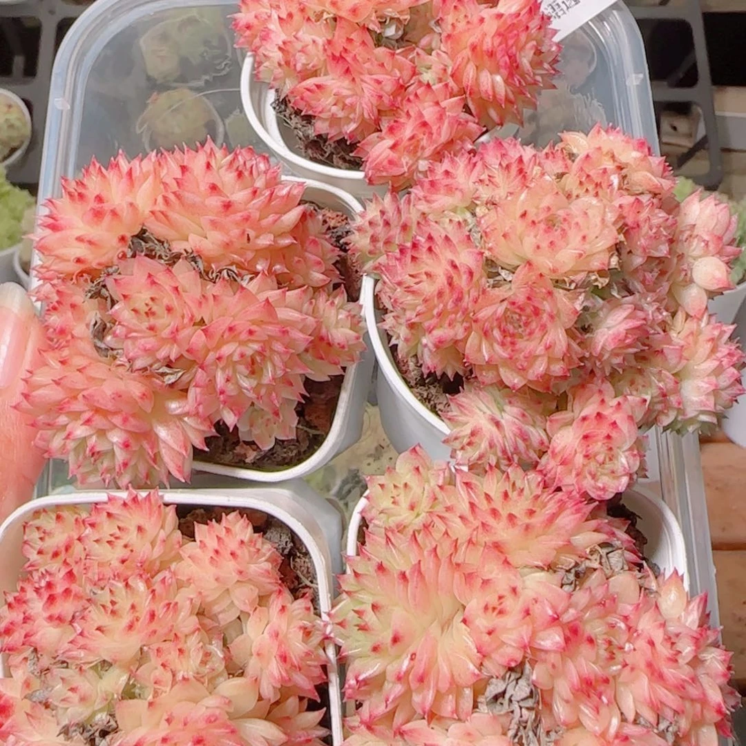 花语逸镜1110-106上量一个散