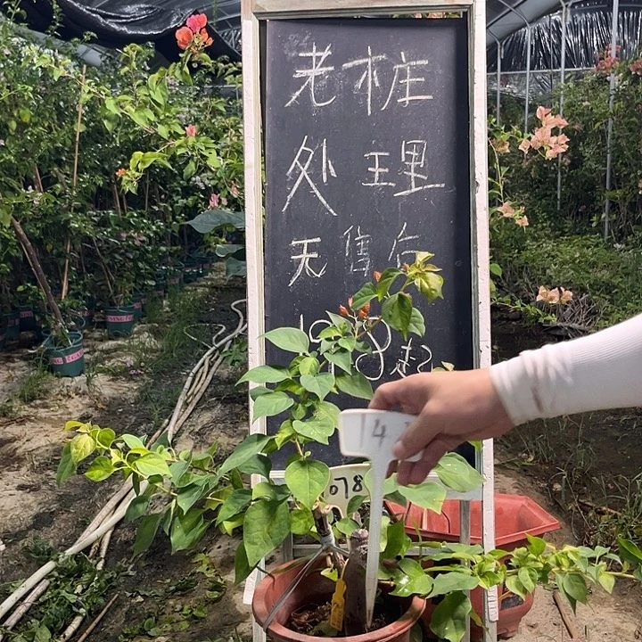 无花朵三角梅三角梅1078