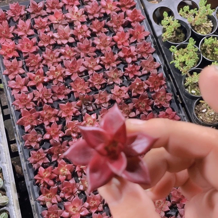 罗宾精品多肉量拍