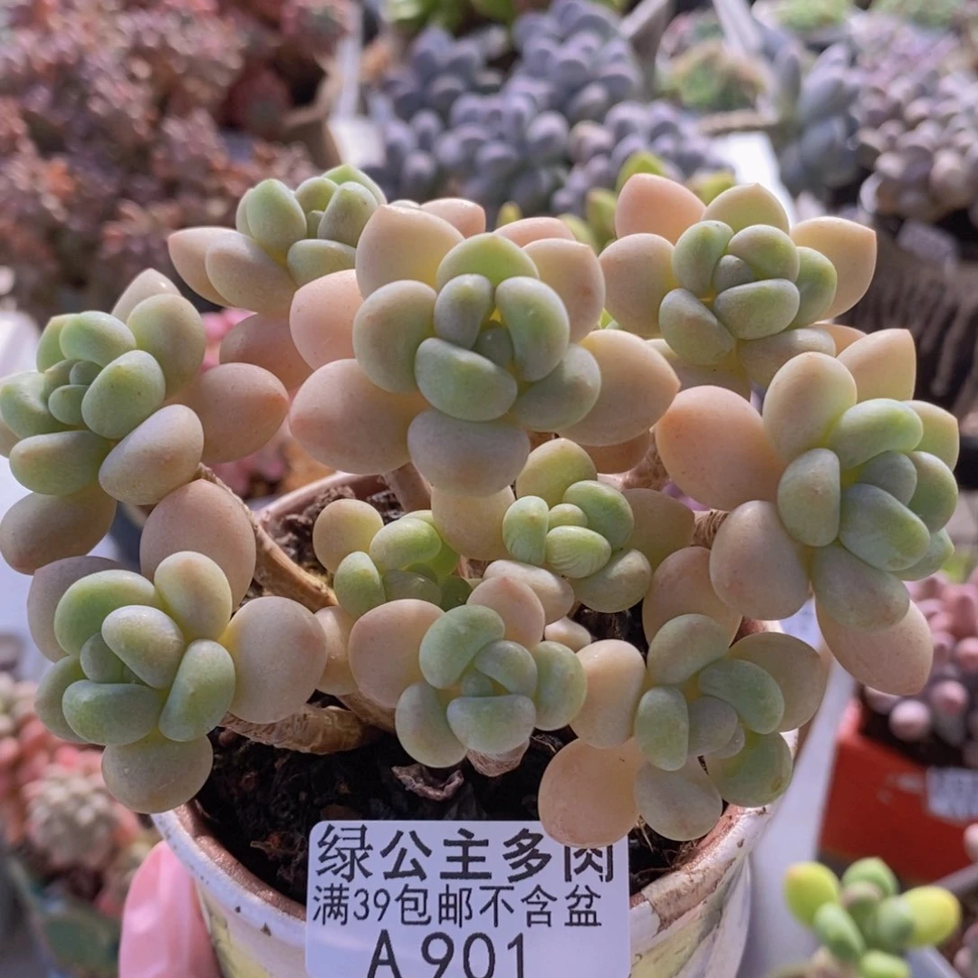 白奶糖老桩10cm901多肉植物