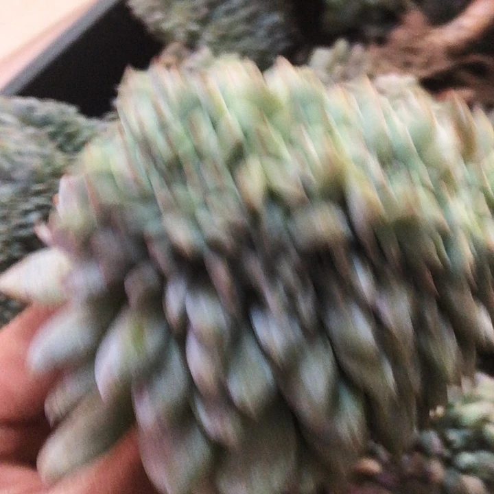 敏专拍多肉星影缀化