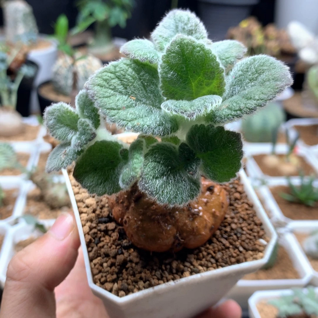 断崖女王杂交多肉