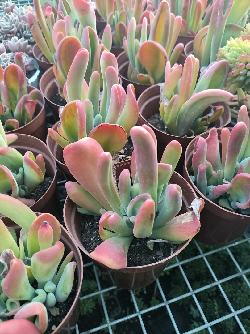 火狐狸多肉好养系列