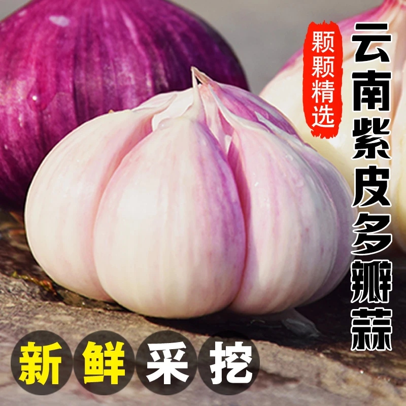 【5斤小果】3.0-3.5cm云南大理新鲜紫皮多瓣蒜现挖湿蒜新鲜大蒜头