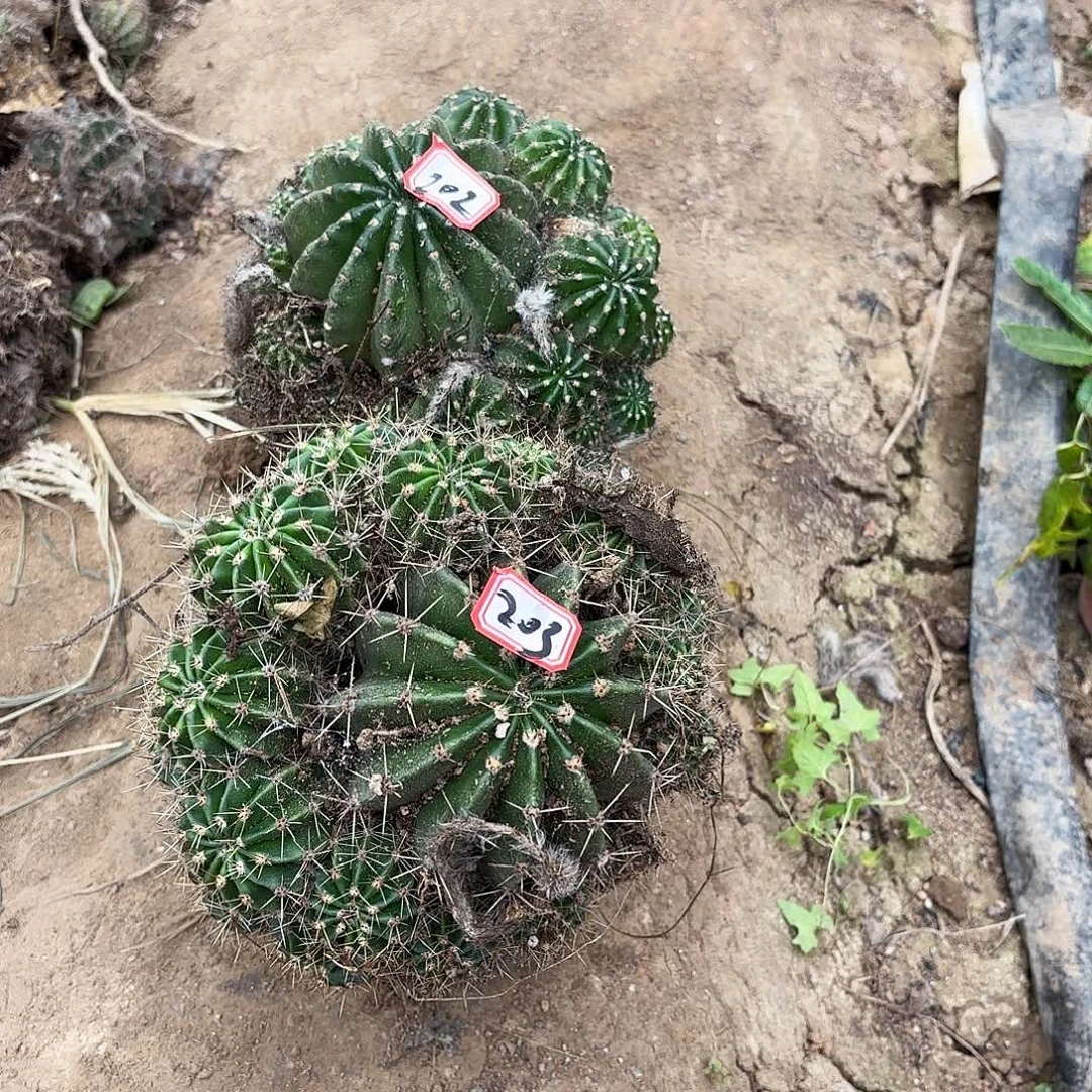 清***儿202-203 掉侧牙无售后0000