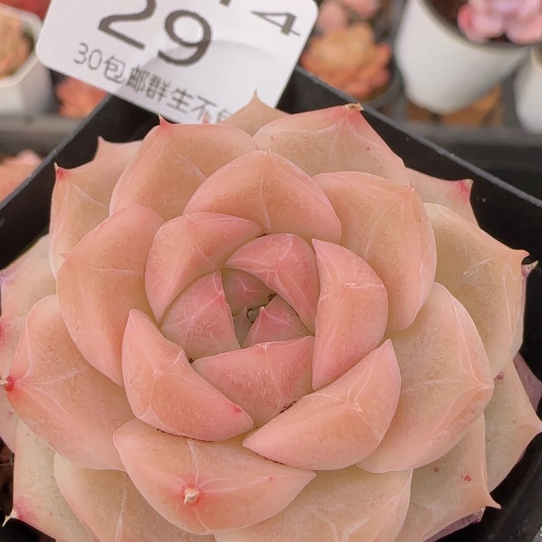 粉黛单头一颗脱土发货