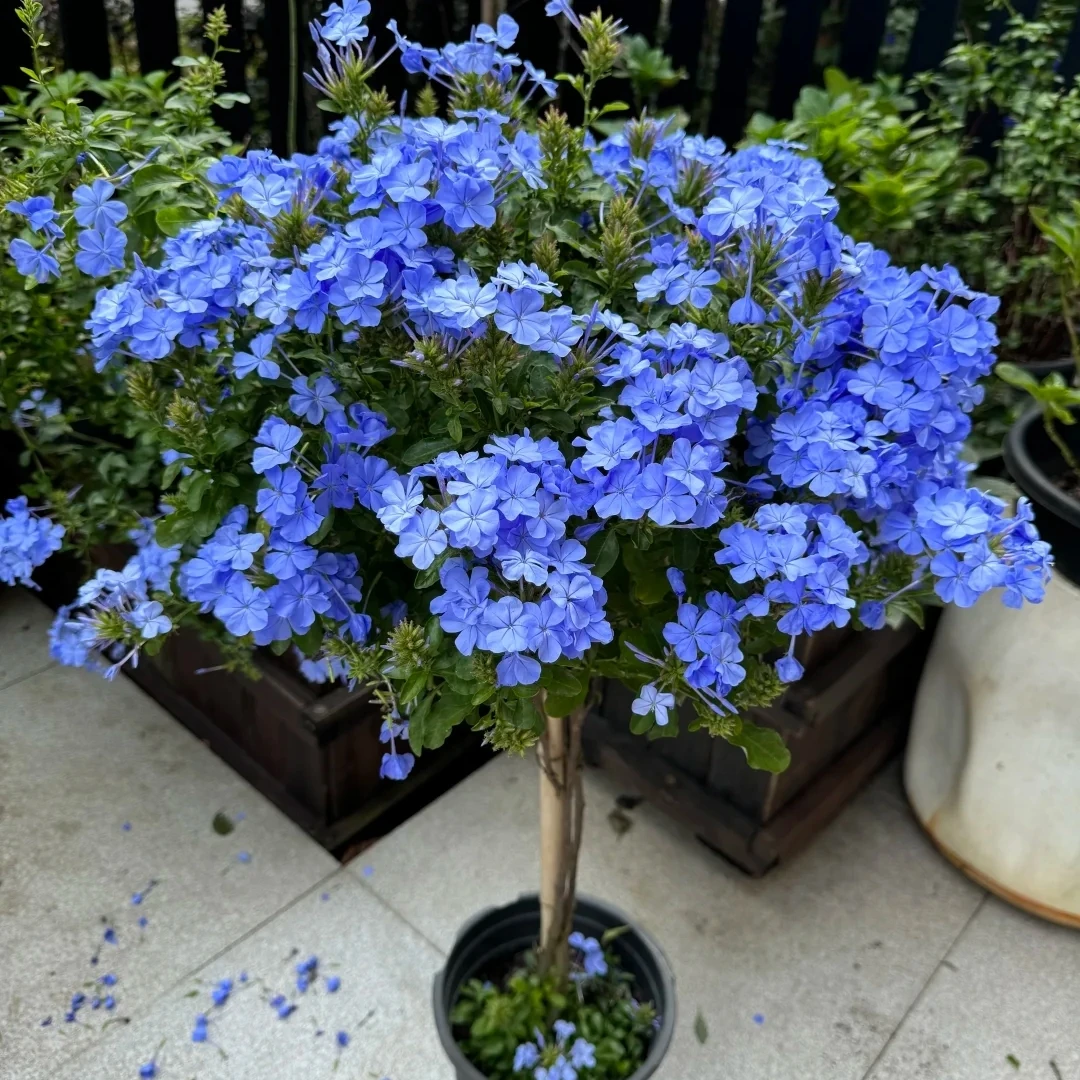 蓝雪花盆栽大苗棒棒糖爬藤木本植物常年开花多年生耐热耐寒庭院