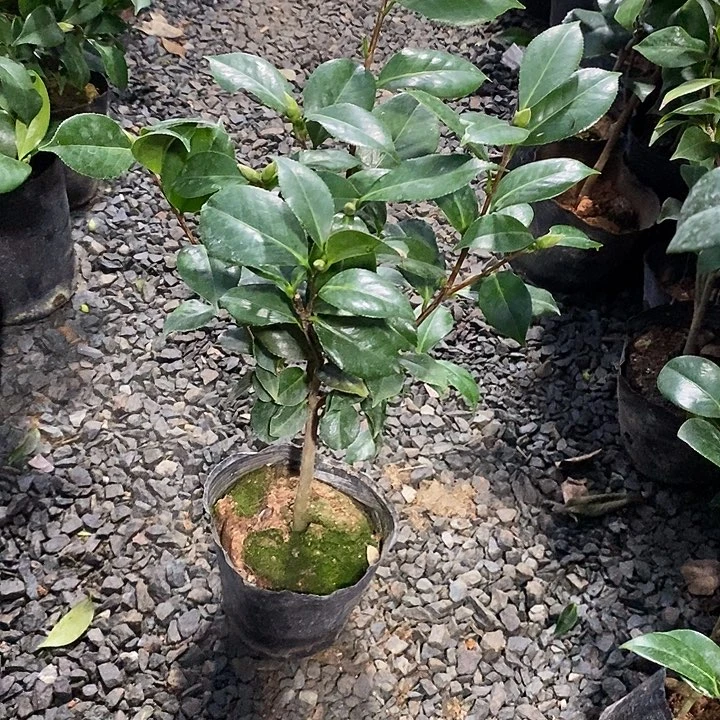 白瑞琪无花朵 少量花苞高度40-45
