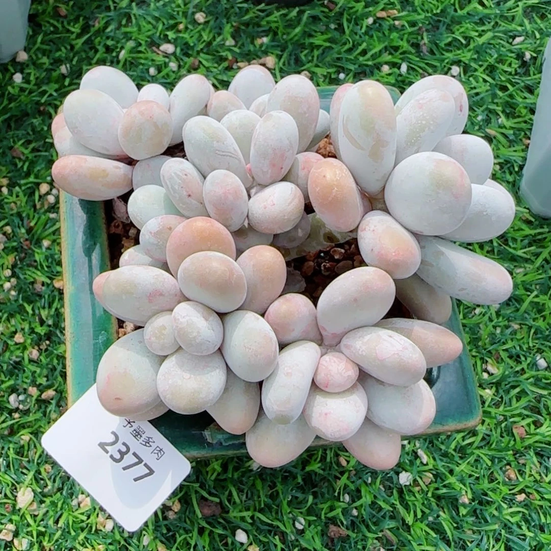 原始奶酪，2377多肉植物
