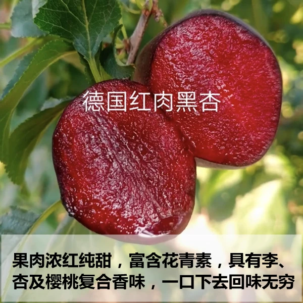 杏树珍稀资源：德国黑杏苗木秋季发货