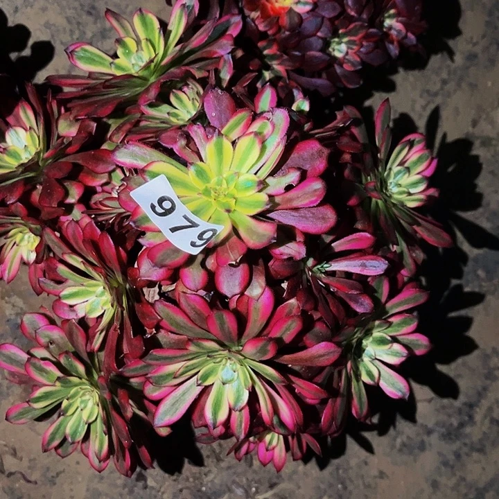 979潘帕斯多肉植物处理不售后