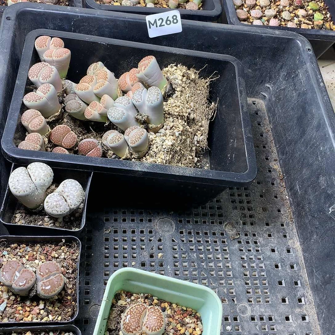 瓶**鱼M268多肉植物保护