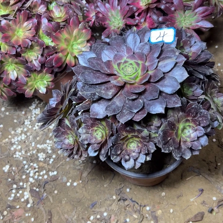 多肉植物黑美人法师4