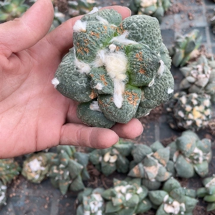 自根花牡丹怒杂瑕疵特价不退换