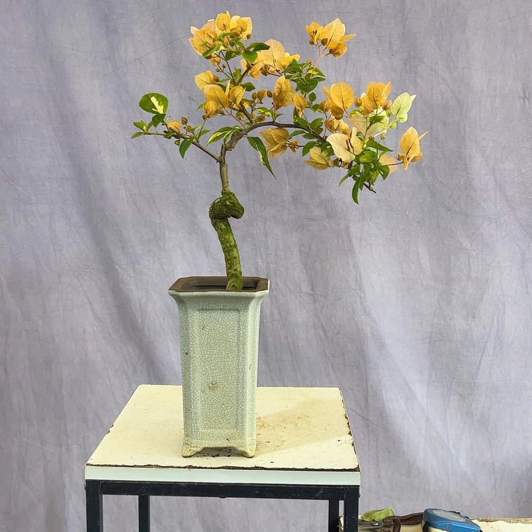 大量花朵（建议范围：8朵-15朵 或40%以上）金星黄白