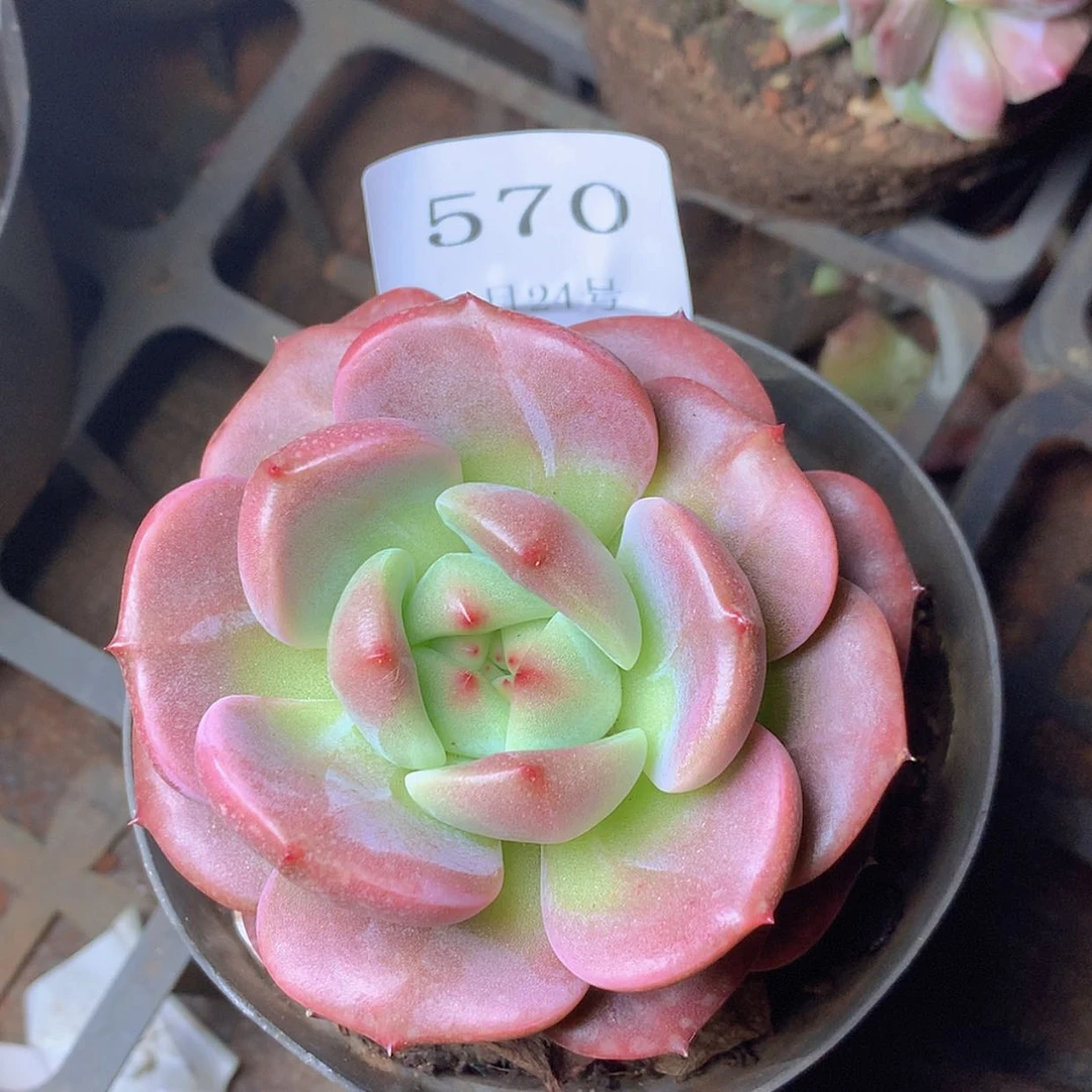 【闪购商品】云570号