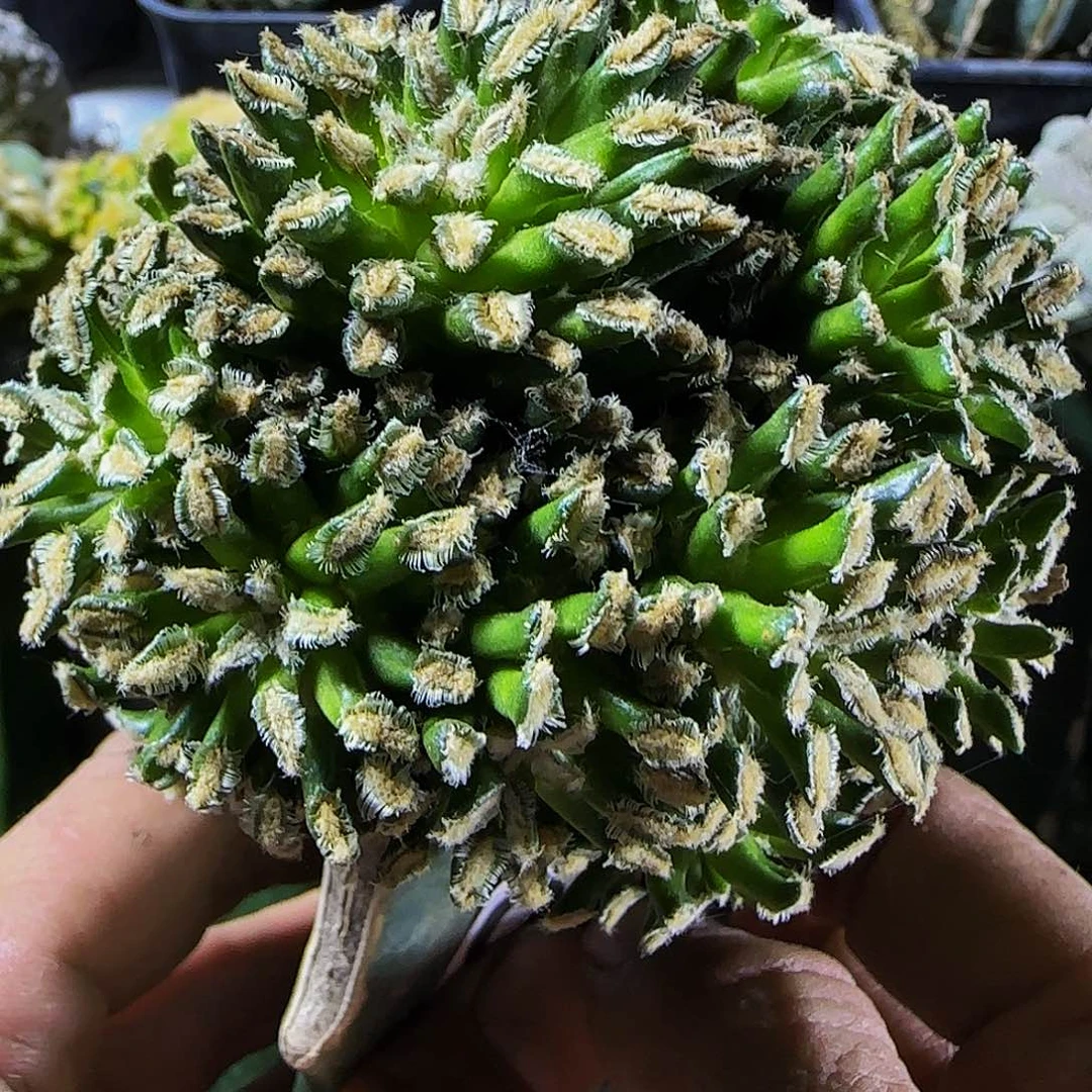 贝氏乳突087仙人球