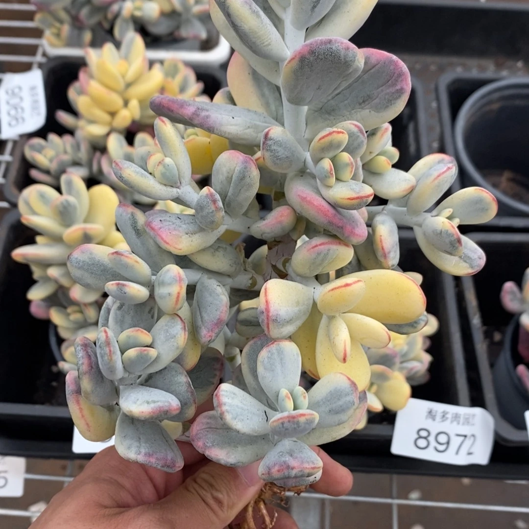 福娘锦多肉植物9067