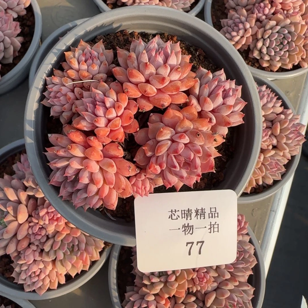 闪购精品多肉77号