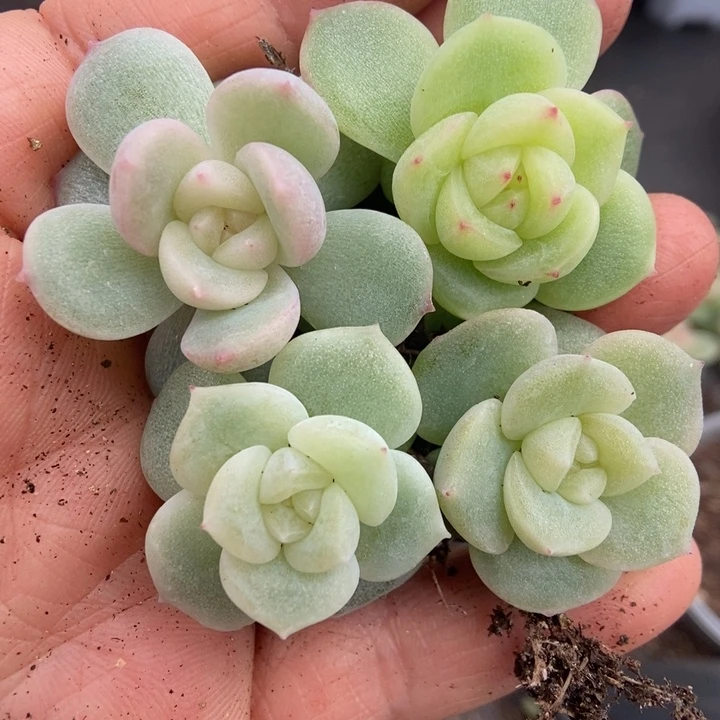 一物一拍一物一拍1110-684