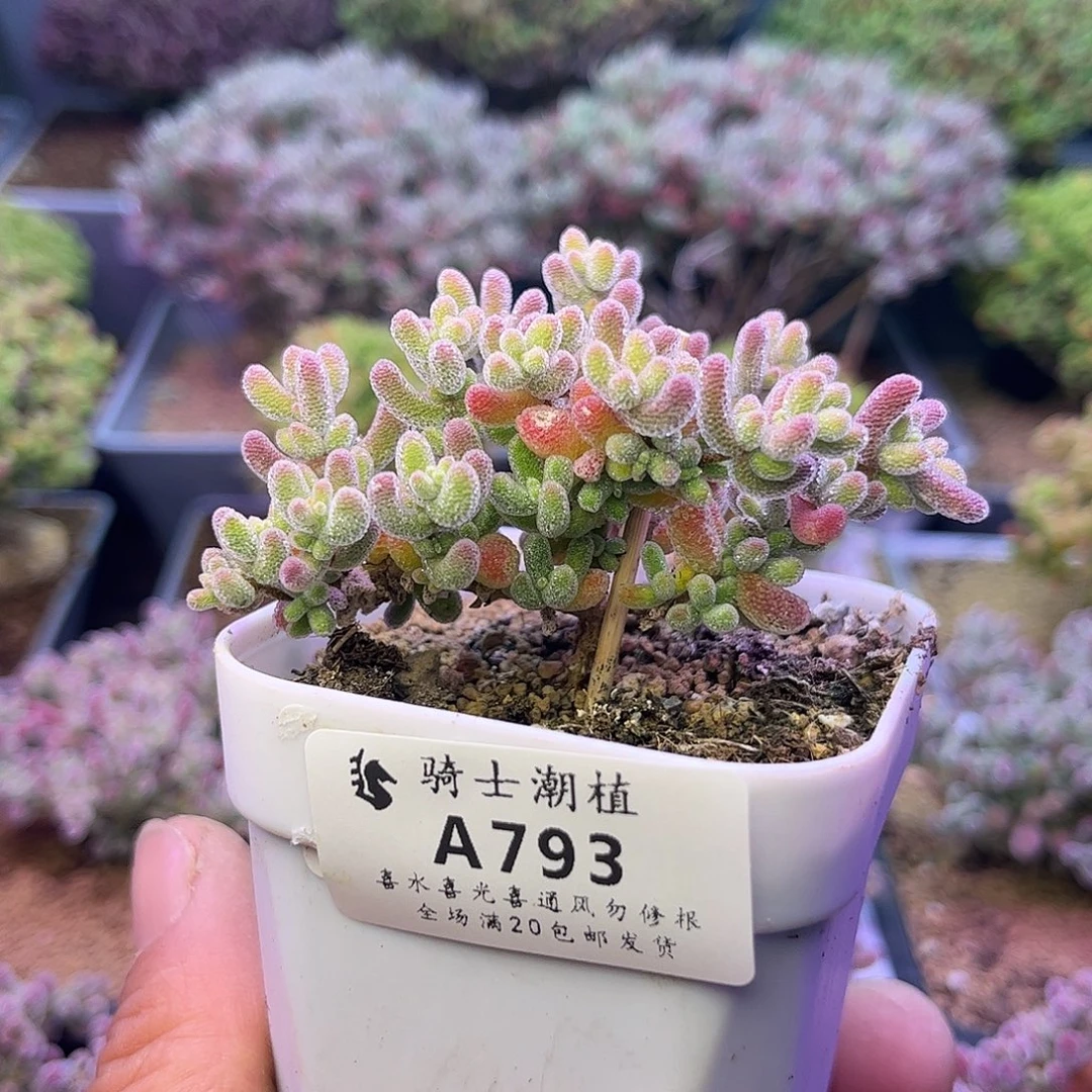 793优选冰晶枝干番杏