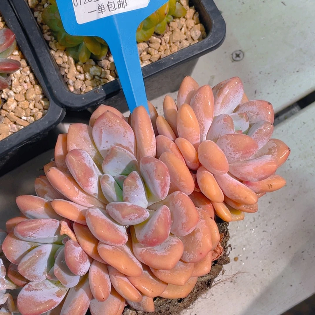 0720-21-香橙老桩大群生一刻