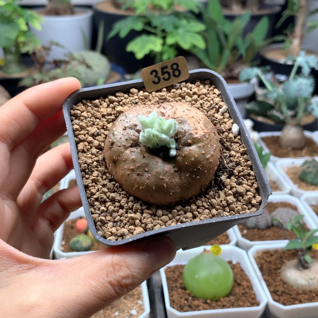是**呀358号女王带盆多肉