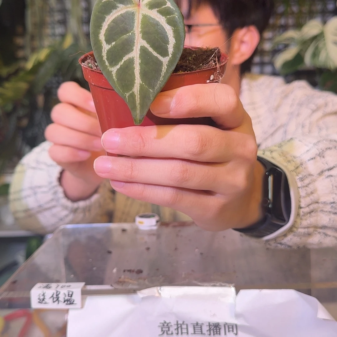 不开花植物C253skg银杂粉脉水晶