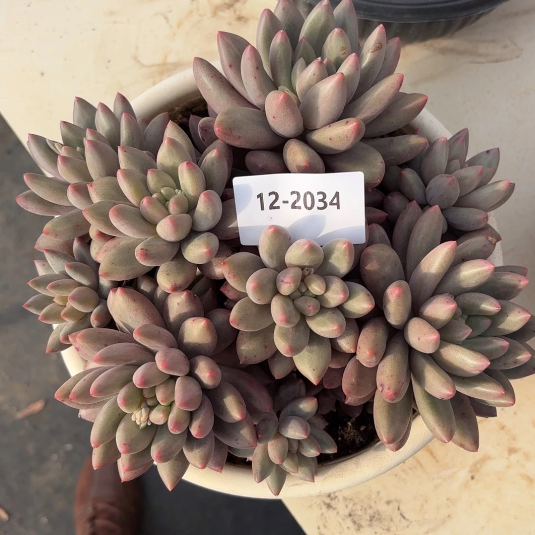 2034红蜻蜓多肉植物