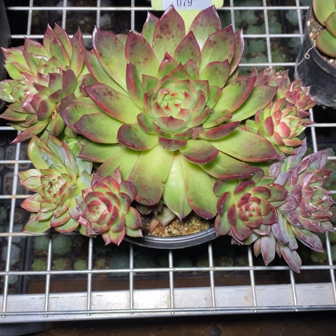 x079-多肉植物 手捧