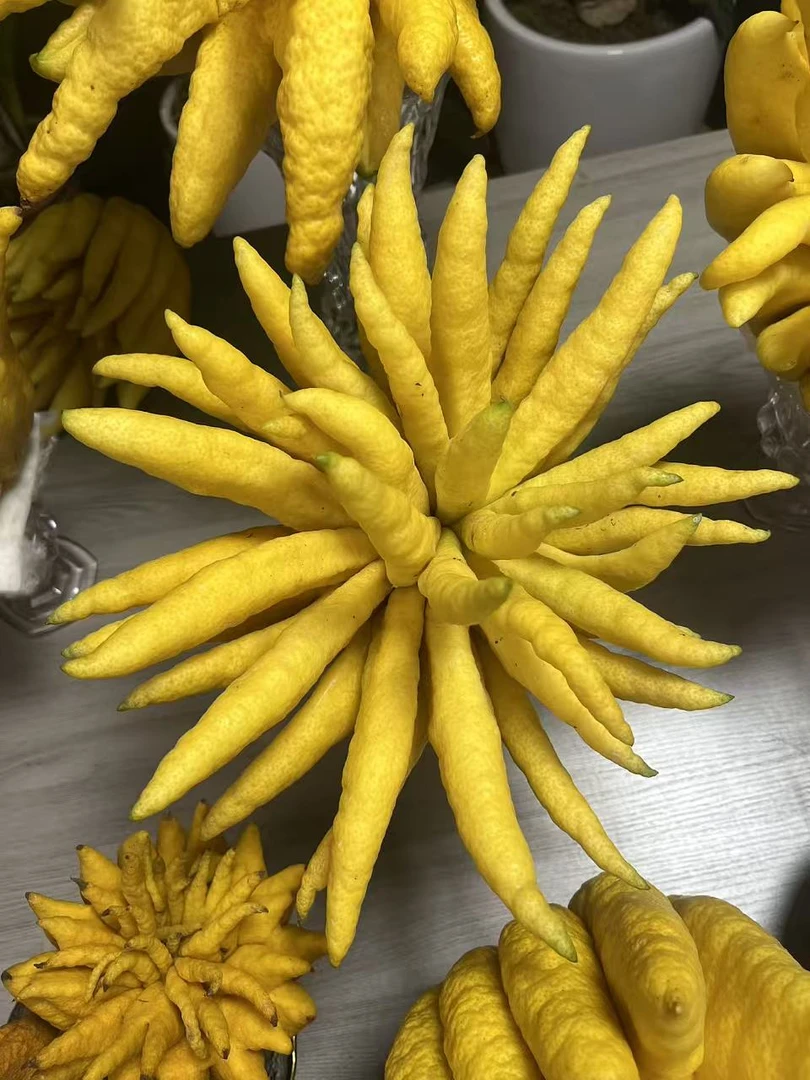 （精品佛手四斤半以上）创意摆件香薰 可食用植物 新鲜采摘室内花材