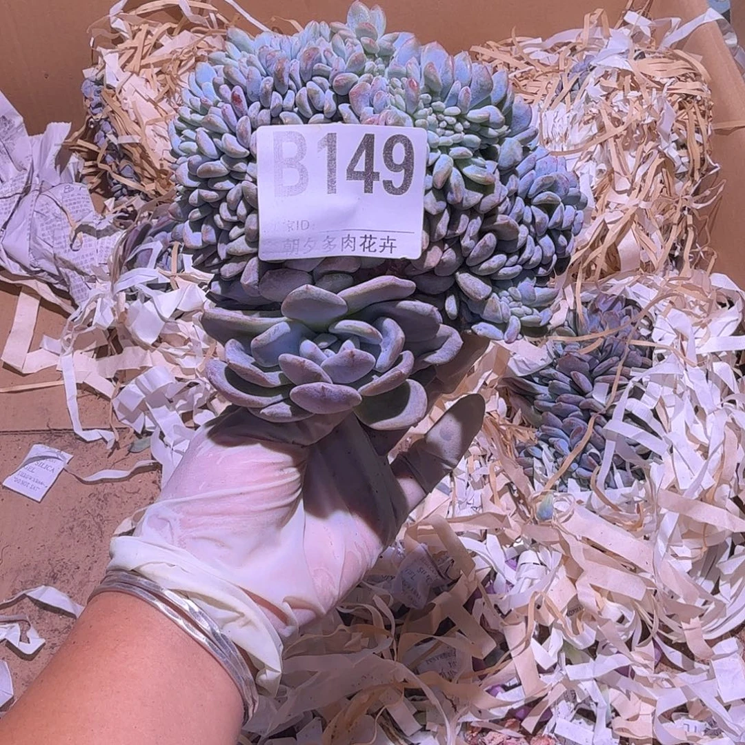 星影缀化福利呀呀呀