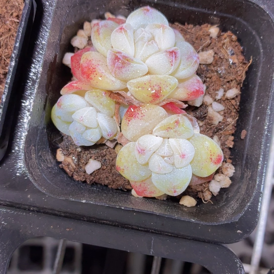 群生冰玉多肉9.9包邮发货