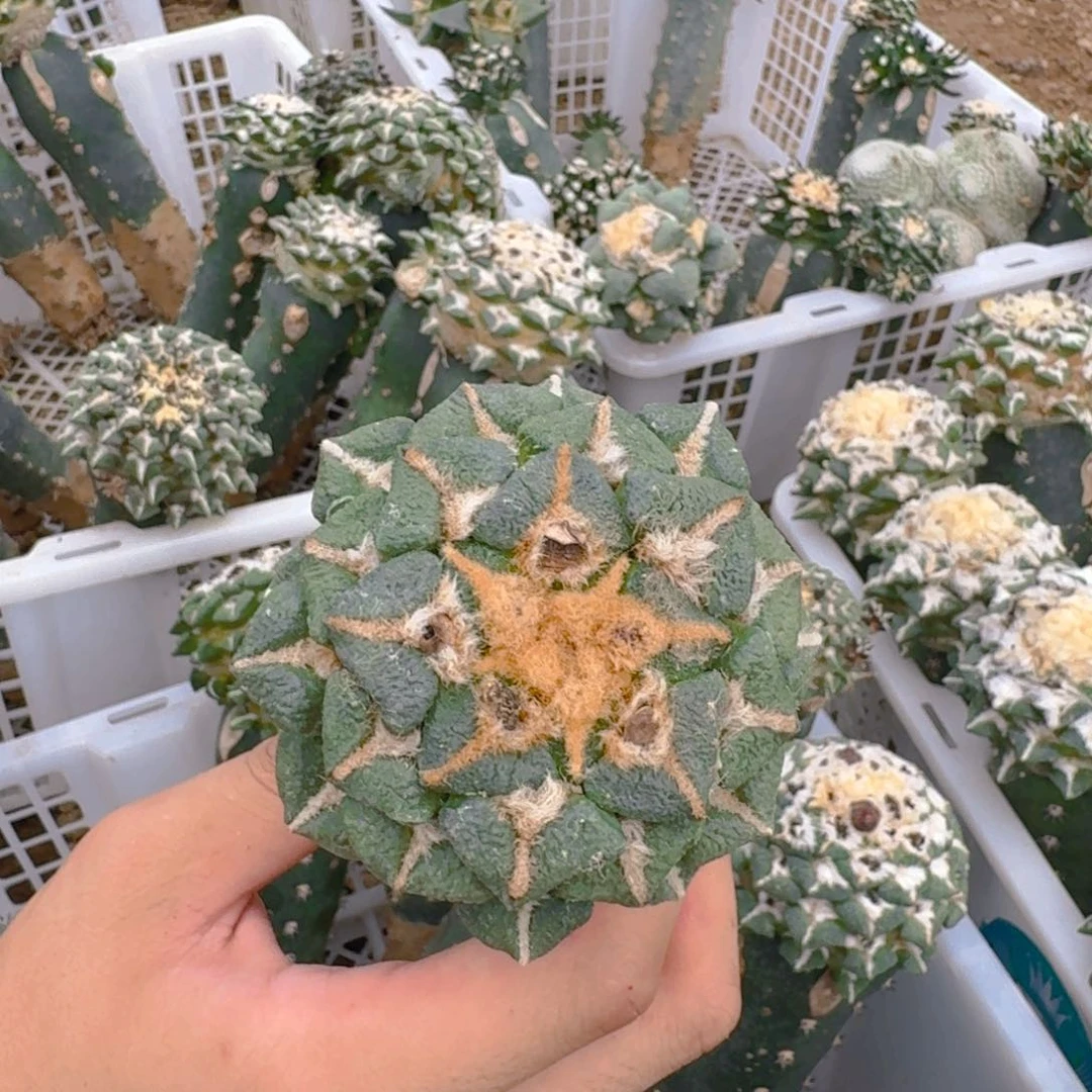 仙人球开花一个 7 公分左右