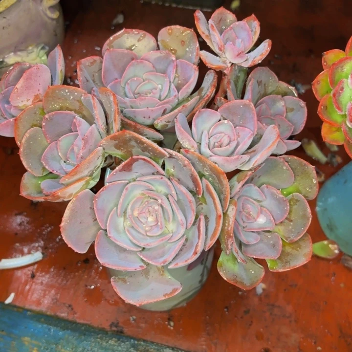 熊***熊老桩精品肉肉沉哎玫瑰