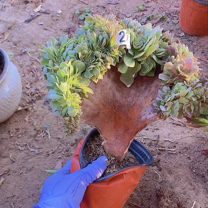 2377万缀老板子微瑕疵