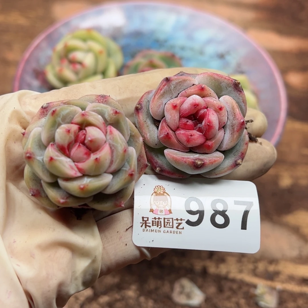 多肉植物多肉植物