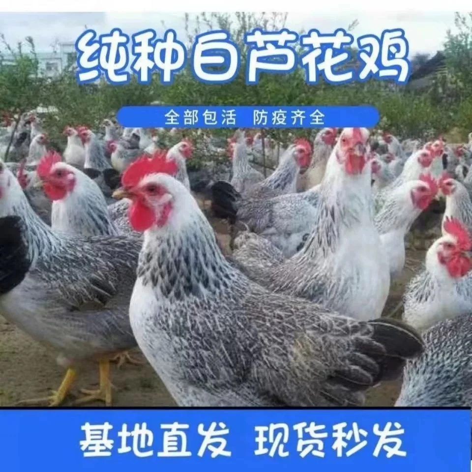 白芦花整鸡生鲜肉质鲜美到手10只