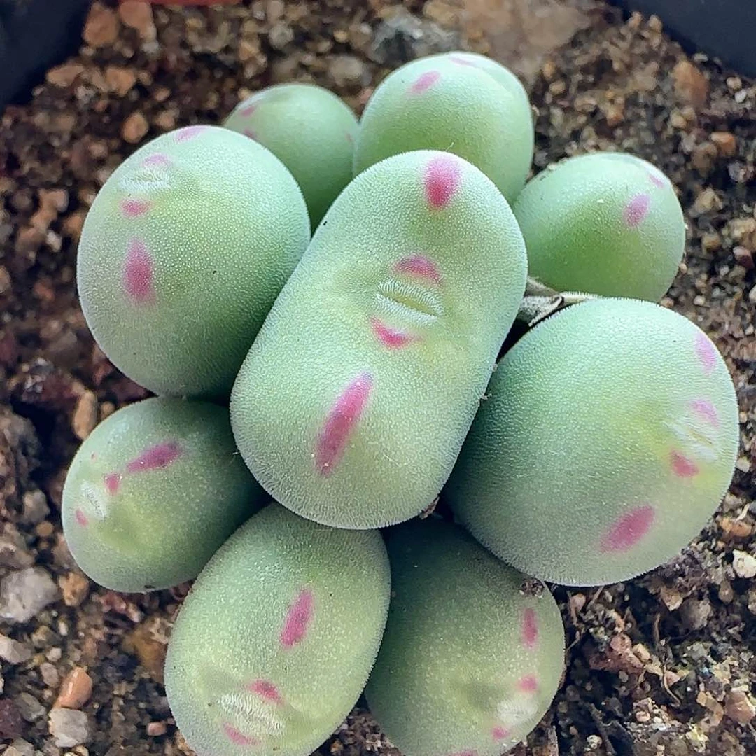 脱土发货28包邮29021