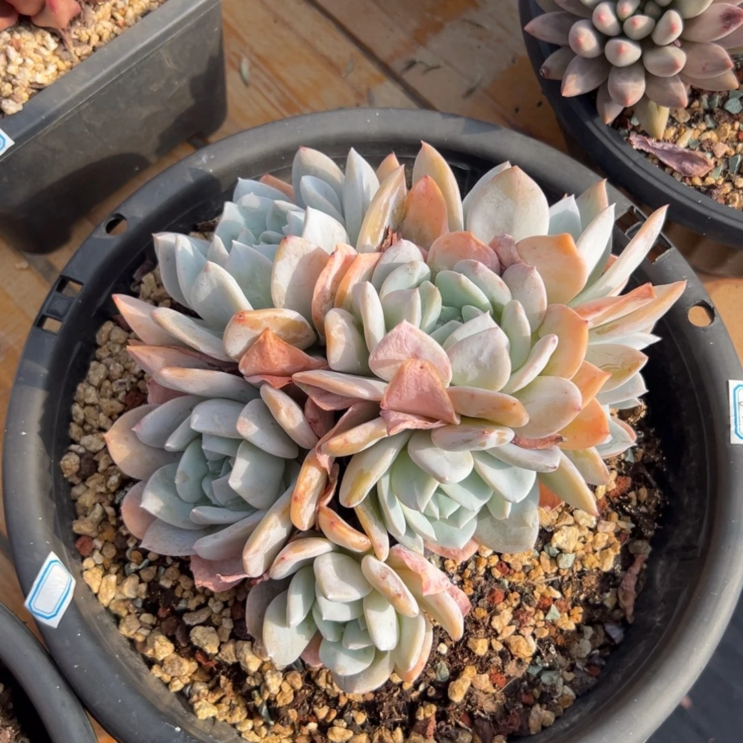 多肉雪特【非偏远满18包邮】