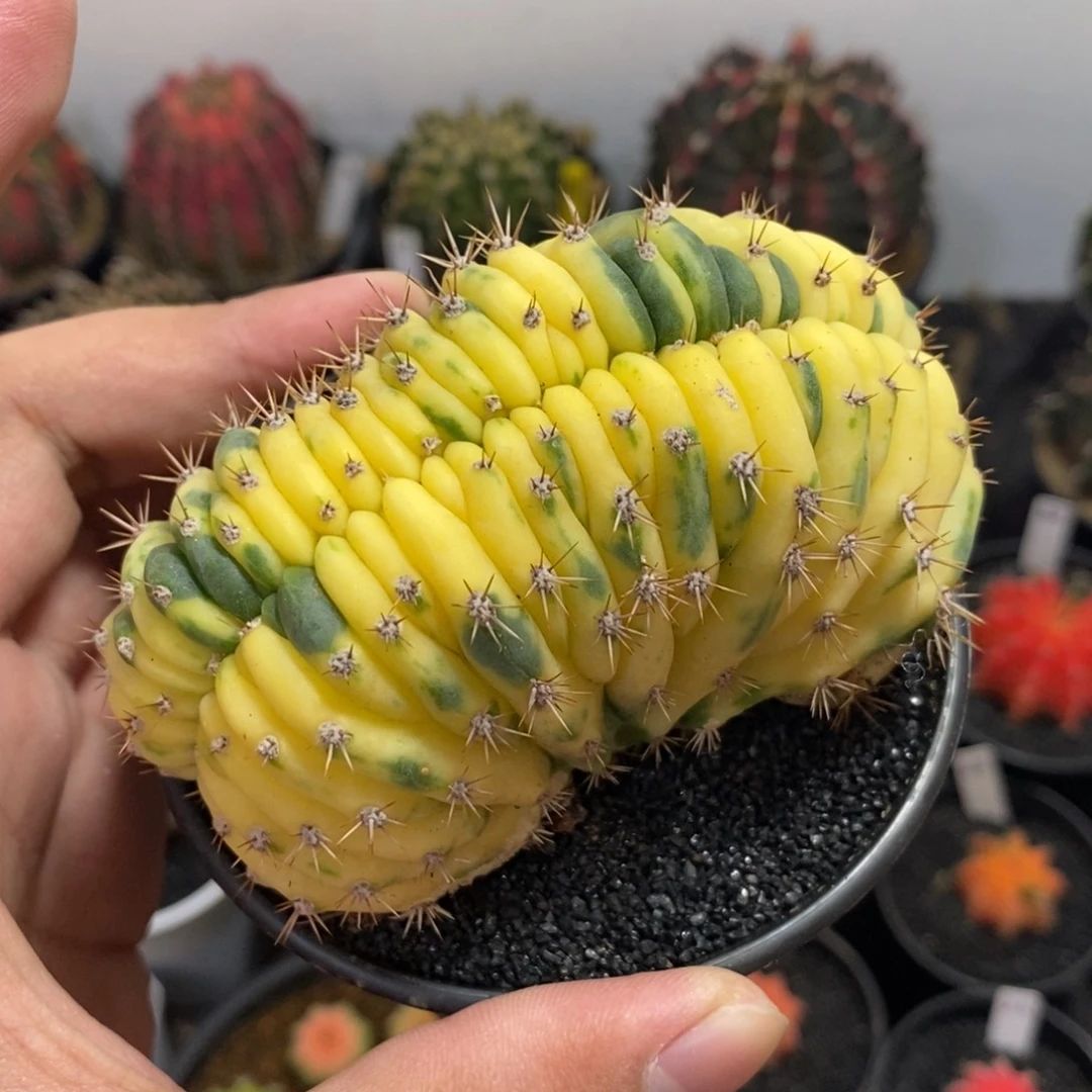 多闻柱缀化锦—带盆土发货28