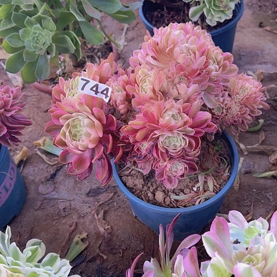 小***蜂多肉植物一个法师