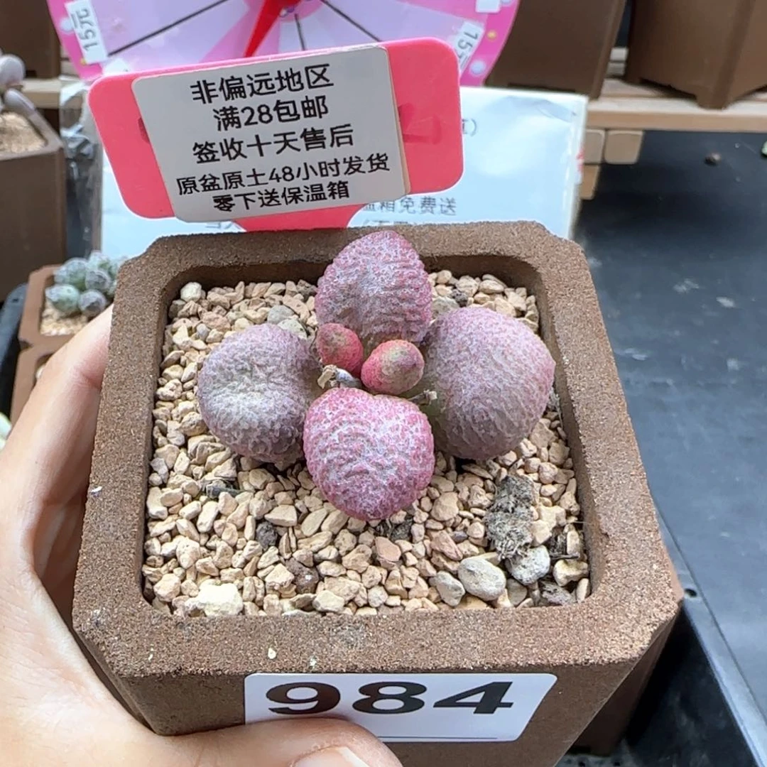 984糖果多肉植物