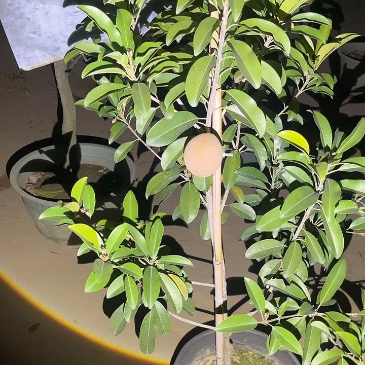 胖***乔完全开放果树88888