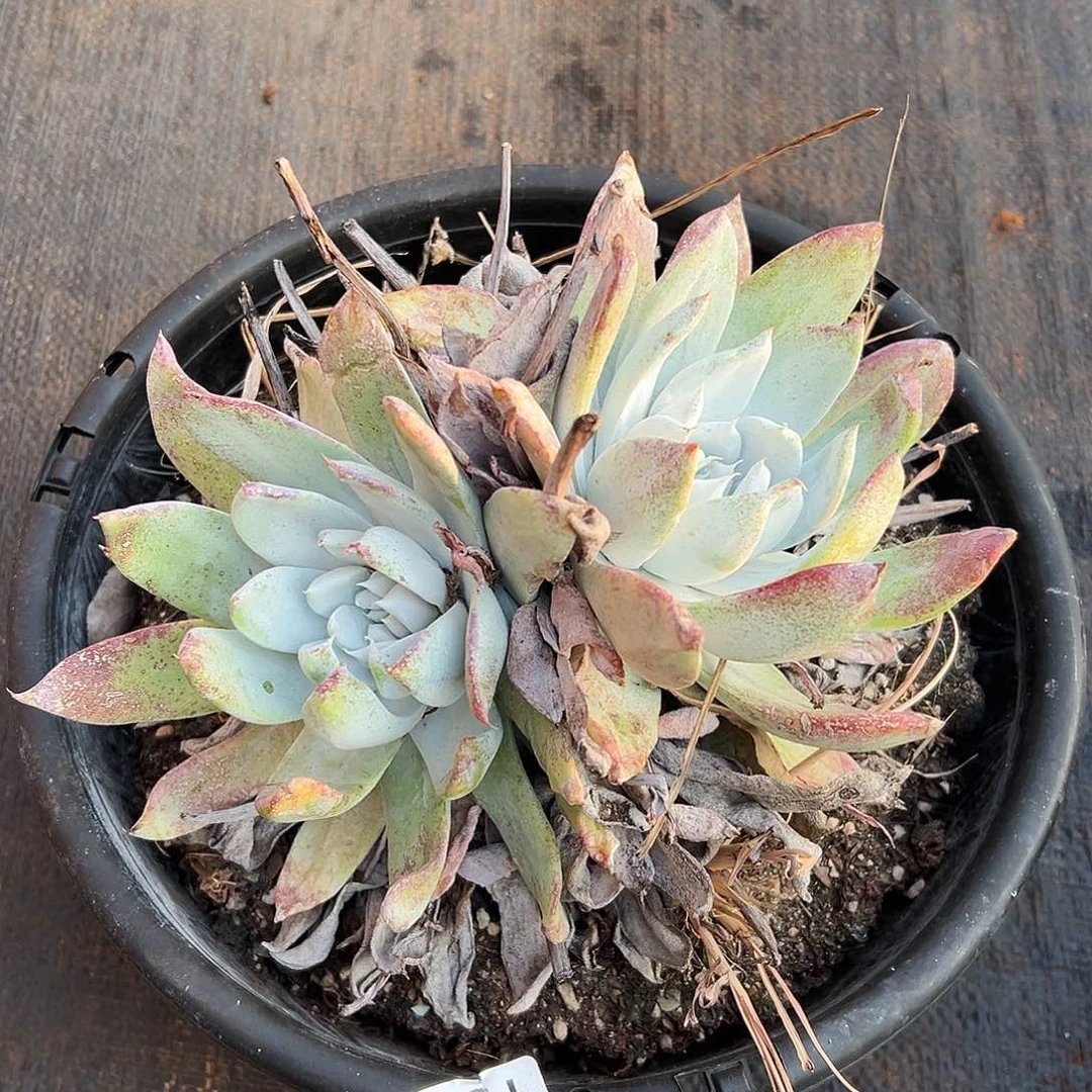 1395赛琳娜仙女杯多肉。