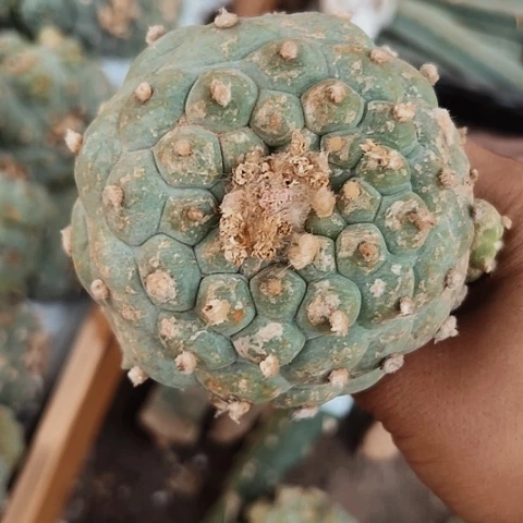 053海鲜特价大礼包一